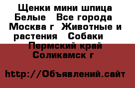 Щенки мини шпица Белые - Все города, Москва г. Животные и растения » Собаки   . Пермский край,Соликамск г.